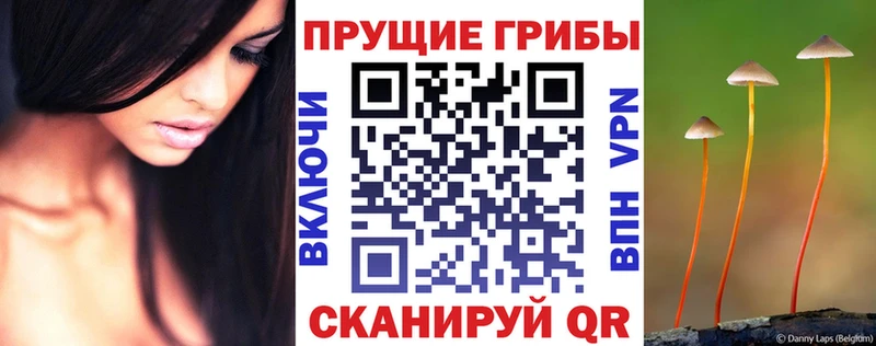 Купить закладки  Малмыж  Псилоцибиновые грибы MAGIC MUSHROOMS 
